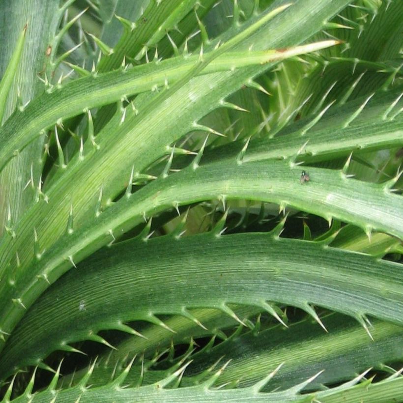 Eryngium horridum - Mannstreu (Foliage)