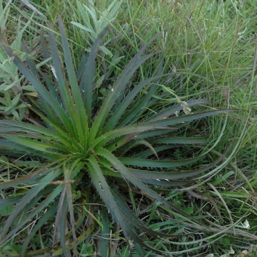 Eryngium horridum - Mannstreu (Plant habit)