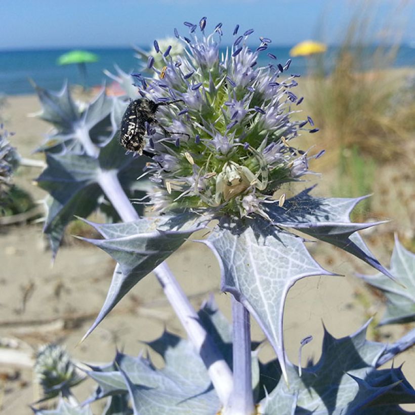 Eryngium maritimum - Strand-Mannstreu (Flowering)