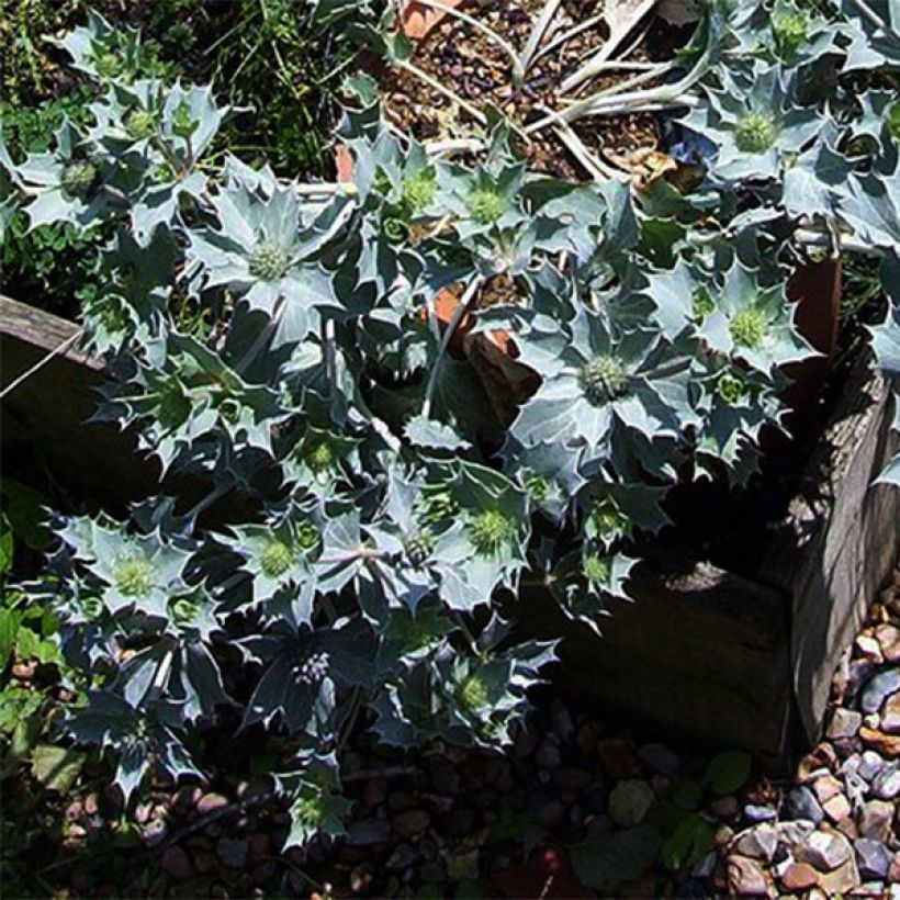 Eryngium maritimum - Strand-Mannstreu (Plant habit)