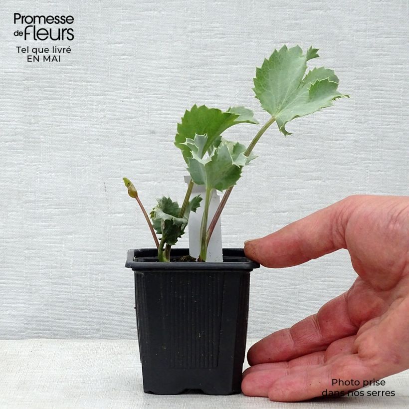 Exemplar von Eryngium maritimum - Strand-Mannstreu Kleine Töpfe von 8/9 cm wie im Frühjahr geliefert