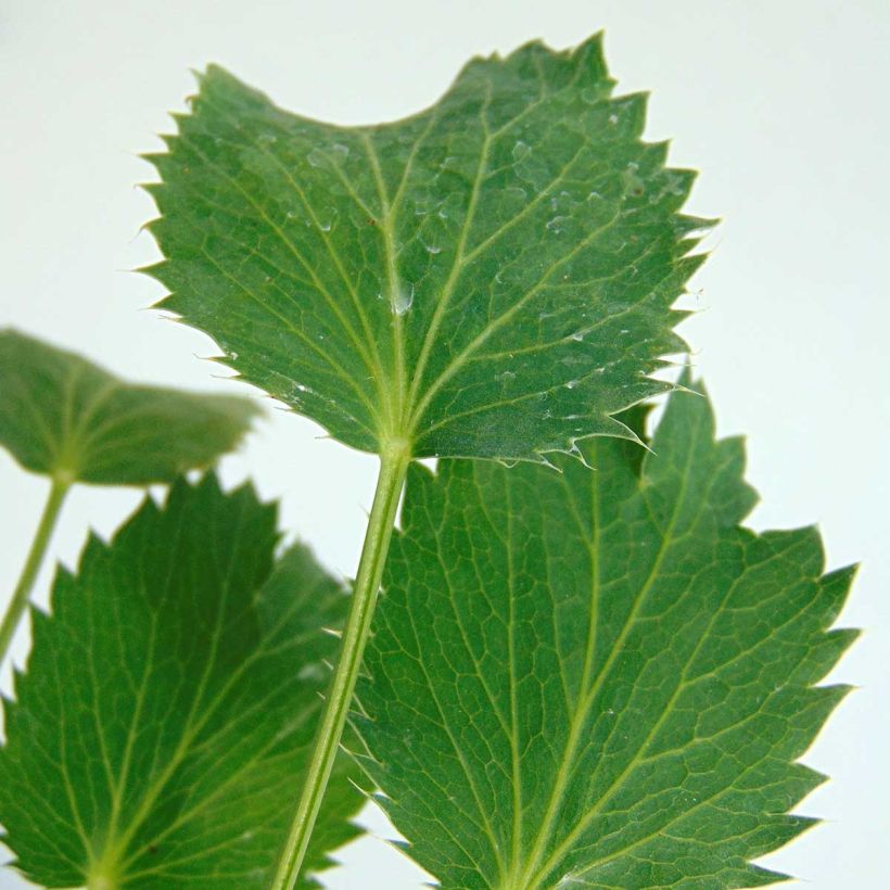Eryngium oliverianum - Oliva Mannstreu (Foliage)