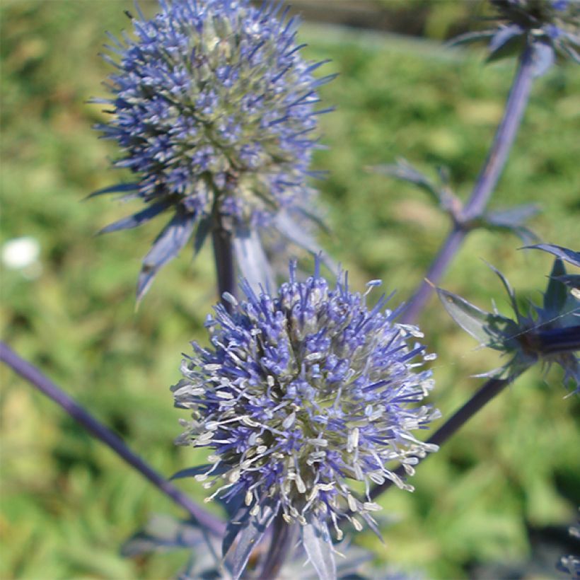 Eryngium planum Blauer Zwerg - Flachblättrige Mannstreu (Flowering)