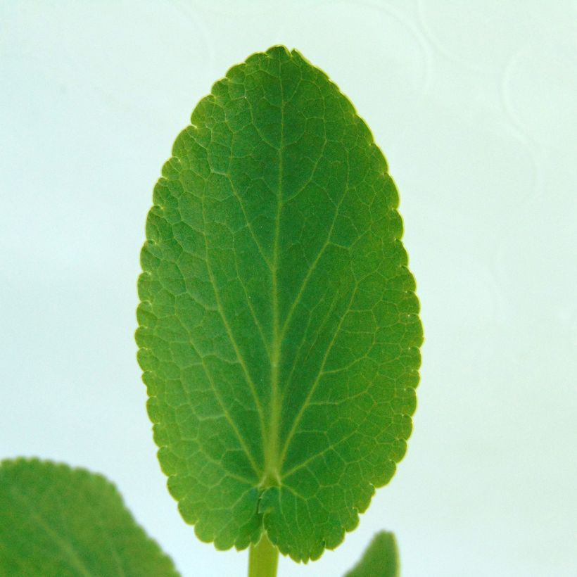 Eryngium planum Blauer Zwerg - Flachblättrige Mannstreu (Foliage)