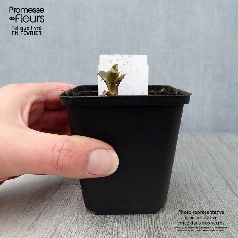 Exemplar von Eryngium planum Blauer Zwerg - Flachblättrige Mannstreu Kleine Töpfe von 8/9 cm wie im Winter geliefert