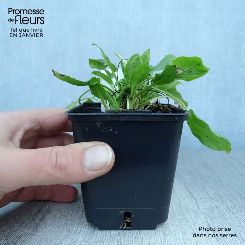 Exemplar von Eryngium planum Blue Hobbit - Flachblättrige Mannstreu Kleine Töpfe von 8/9 cm wie im Winter geliefert