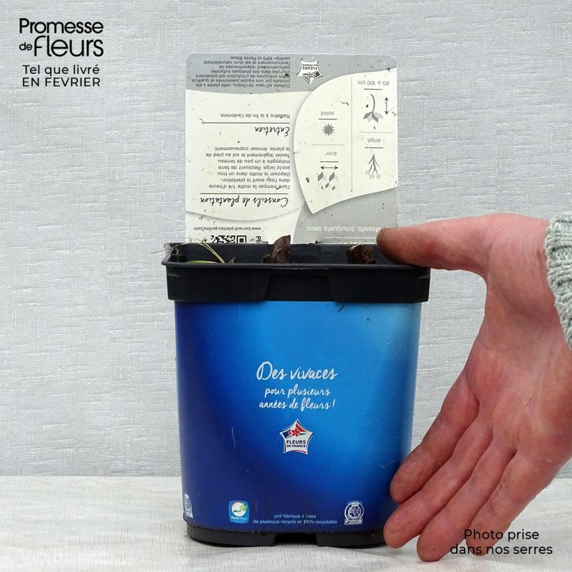 Exemplar von Eryngium planum Blue Hobbit - Flachblättrige Mannstreu Topf mit 2L/3L wie im Winter geliefert