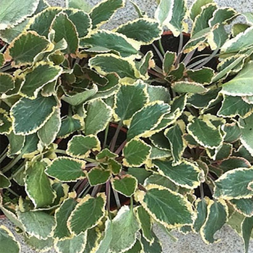 Eryngium planum Jade Frost - Flachblättrige Mannstreu (Foliage)