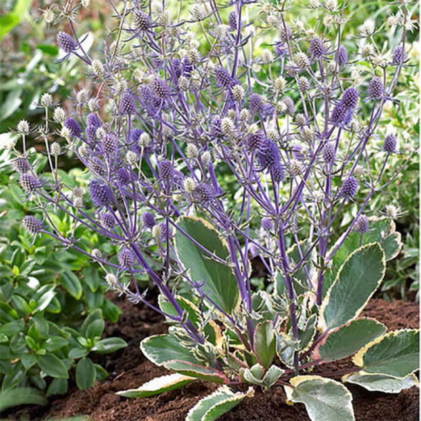 Eryngium planum Jade Frost - Flachblättrige Mannstreu (Plant habit)