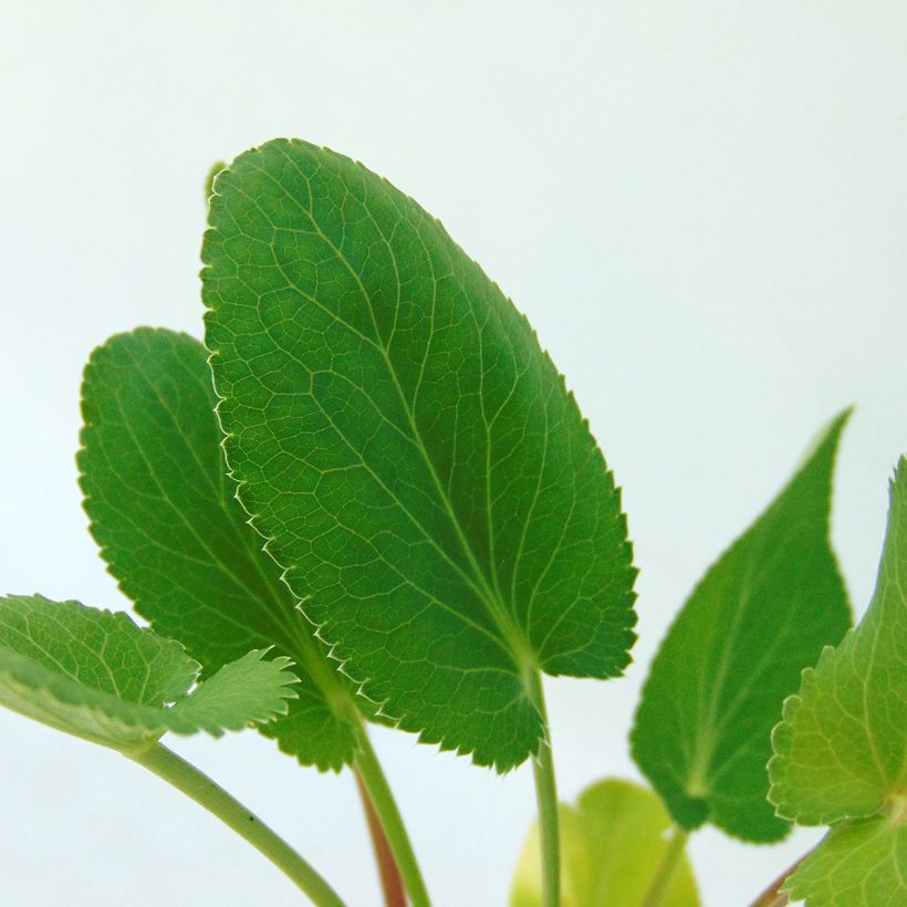 Eryngium planum - Flachblättrige Mannstreu (Foliage)