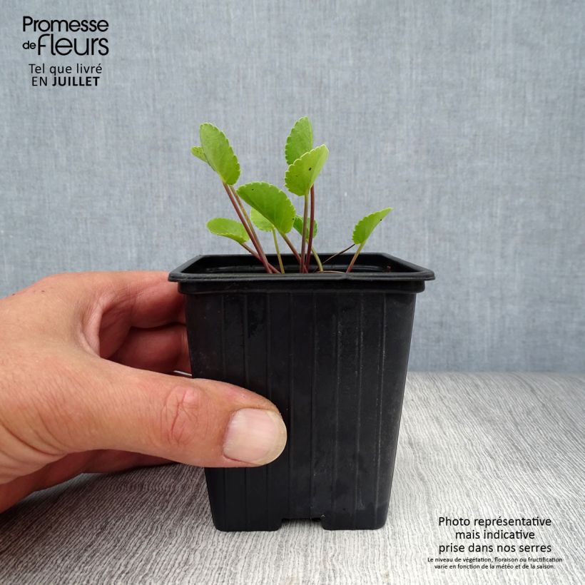 Exemplar von Eryngium planum - Flachblättrige Mannstreu Kleine Töpfe von 7/8 cm wie im Sommer geliefert