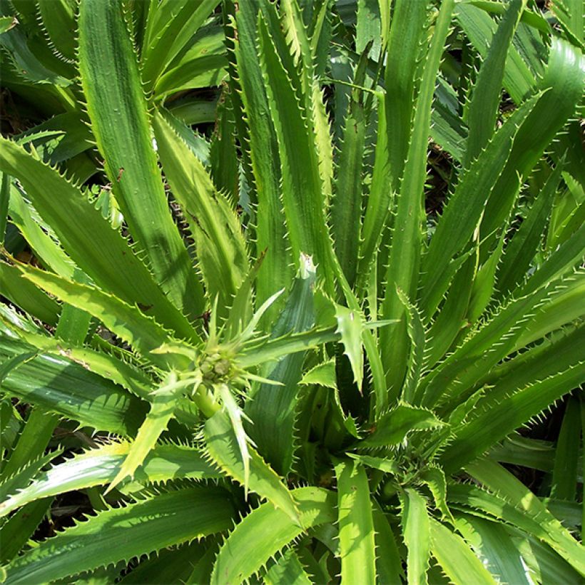 Eryngium serra - Mannstreu (Foliage)