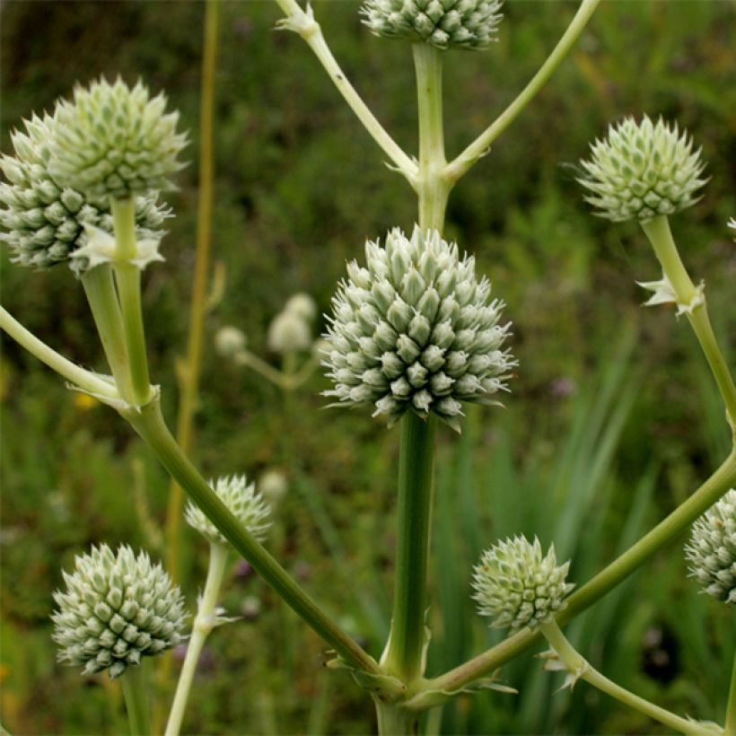Eryngium serra - Mannstreu (Flowering)