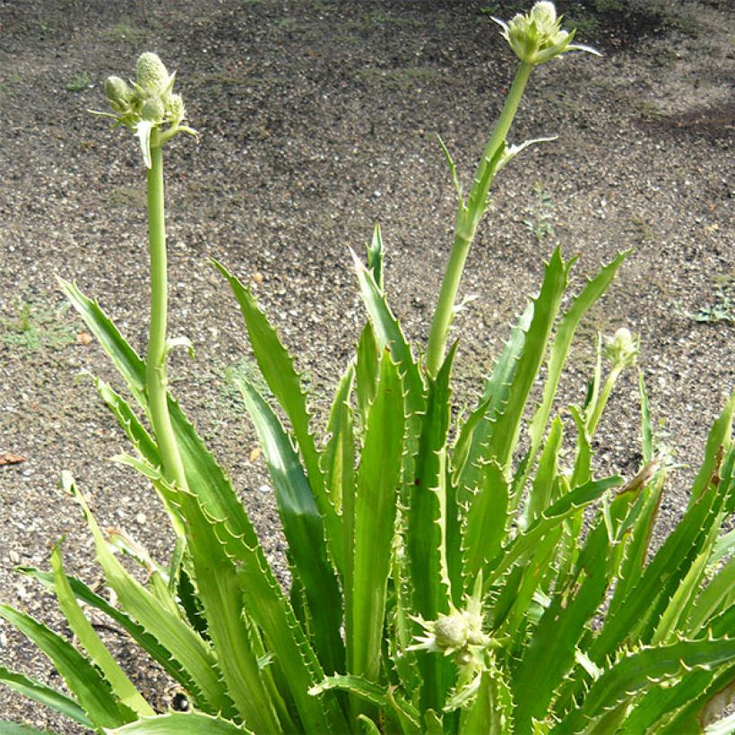 Eryngium serra - Mannstreu (Plant habit)