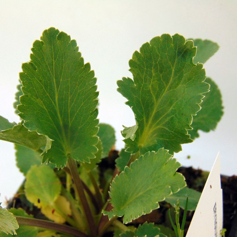 Eryngium tripartitum - Dreiteilige Mannstreu (Foliage)
