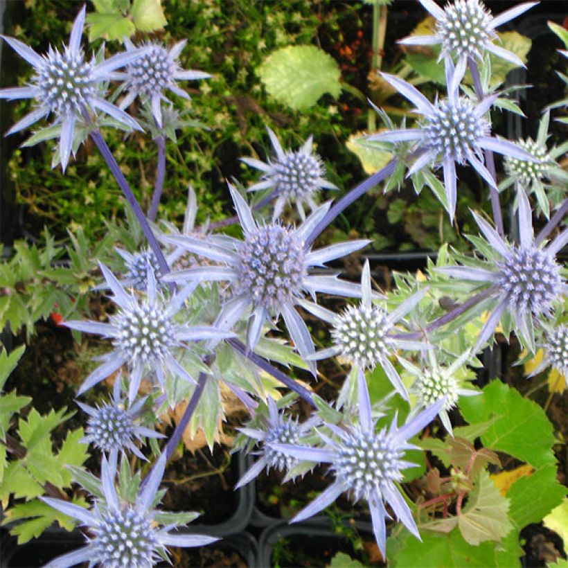 Eryngium tripartitum - Dreiteilige Mannstreu (Flowering)