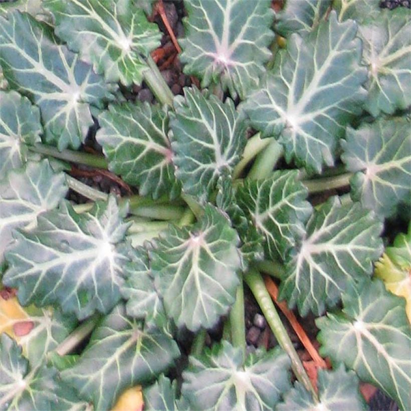 Eryngium variifolium - Atlas-Mannstreu (Foliage)