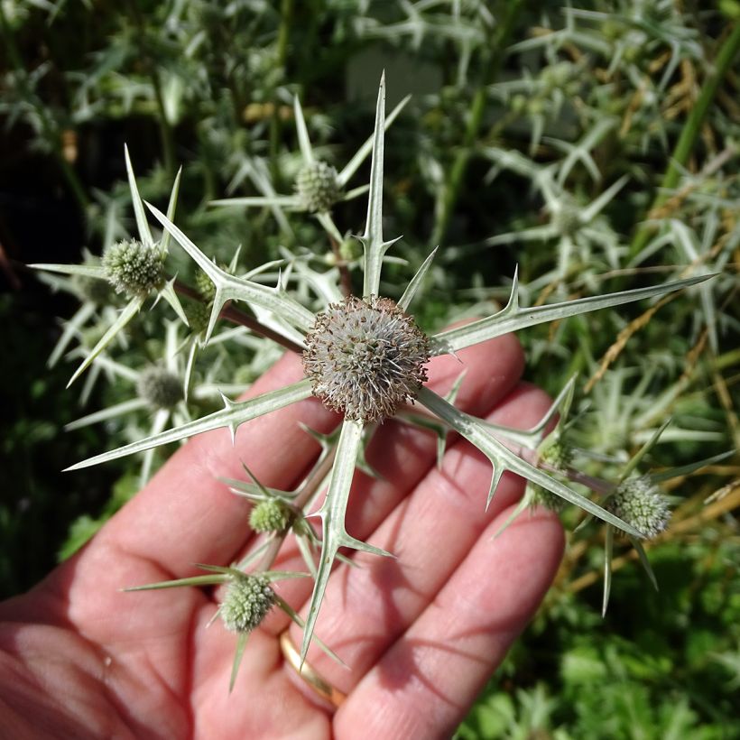Eryngium variifolium - Atlas-Mannstreu (Flowering)