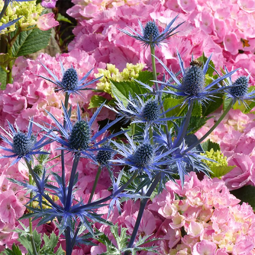 Eryngium zabelii Big Blue - Garten-Mannstreu (Flowering)