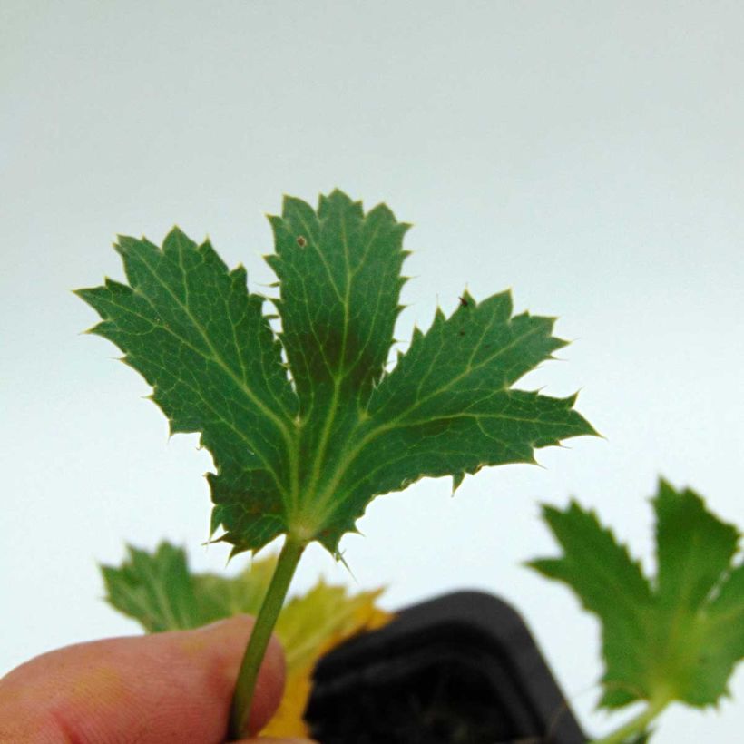 Eryngium zabelii Big Blue - Garten-Mannstreu (Foliage)
