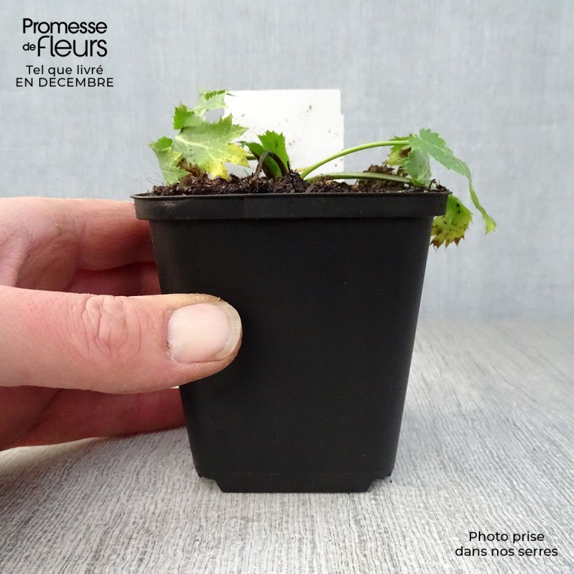 Exemplar von Eryngium zabelii Big Blue - Garten-Mannstreu Kleine Töpfe von 8/9 cm wie im Winter geliefert