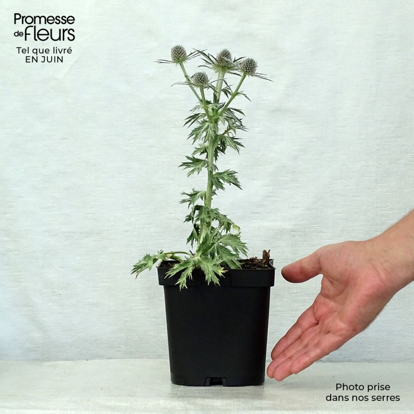 Example of Eryngium zabelii Big Blue - Garten-Mannstreu Topf mit 2L/3L as you get in ete