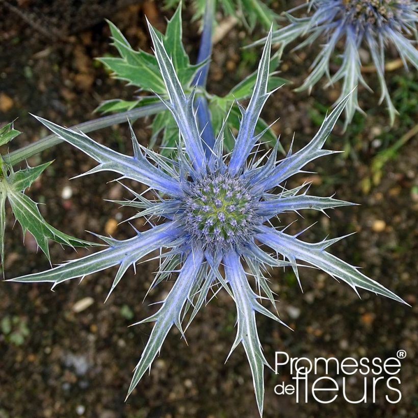Eryngium zabelii Violetta - Garten-Mannstreu (Flowering)