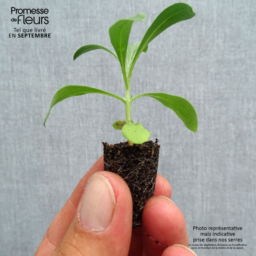 Example of Garten-Goldlack Bedder Mix - Erysimum Mini-Plug Ø 1,5/2,5 cm as you get in automne