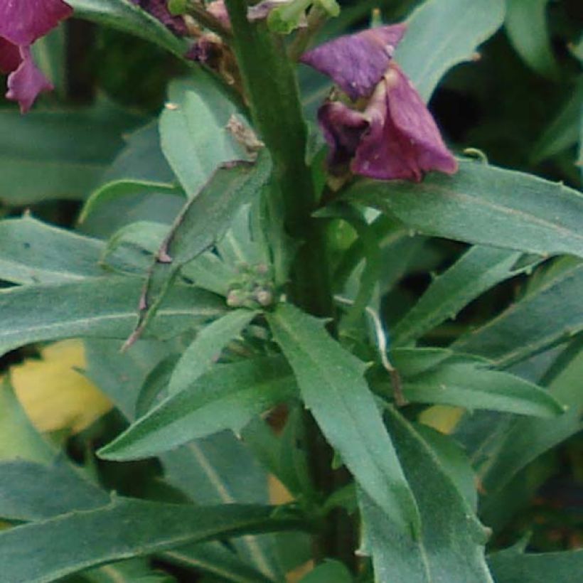 Garten-Goldlack Constant Cheer - Erysimum (Foliage)