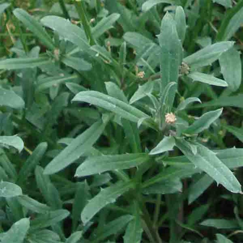 Garten-Goldlack Jubilee Gold - Erysimum (Foliage)