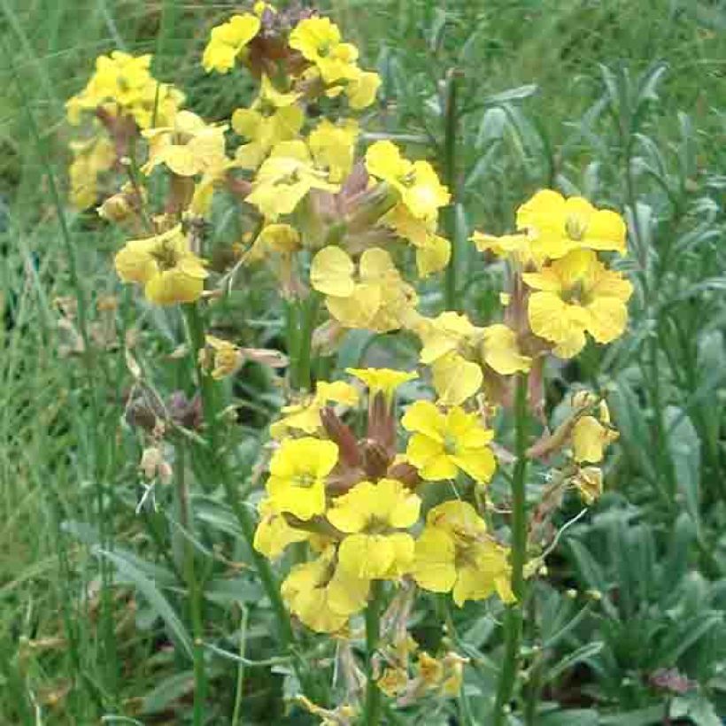 Garten-Goldlack Jubilee Gold - Erysimum (Flowering)