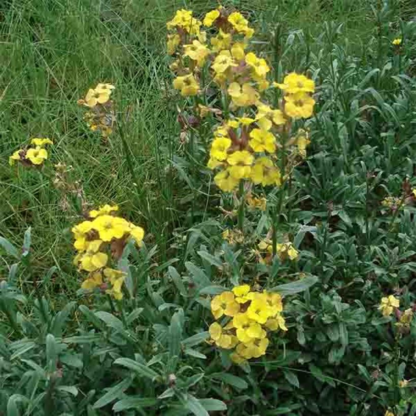 Garten-Goldlack Jubilee Gold - Erysimum (Plant habit)