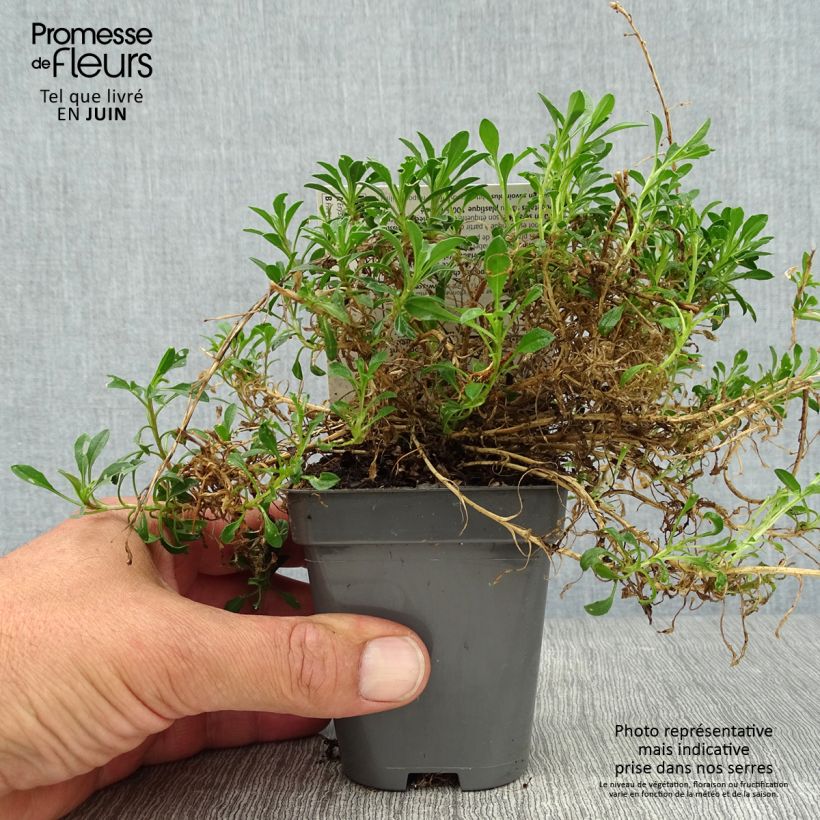 Example of Garten-Goldlack Jubilee Gold - Erysimum Kleine Töpfe von 8/9 cm as you get in ete