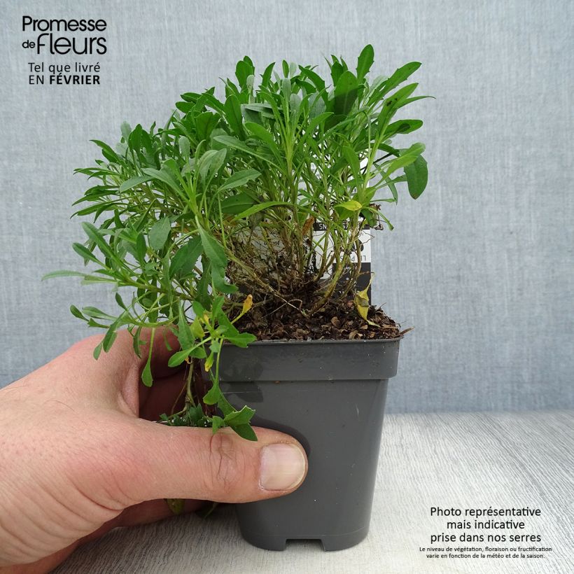 Exemplar von Garten-Goldlack Jubilee Gold - Erysimum Kleine Töpfe von 8/9 cm wie im Winter geliefert