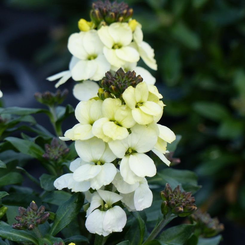 Garten-Goldlack RYSI Moon improved - Erysimum (Flowering)