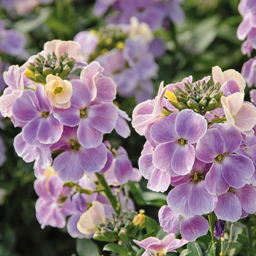 Garten-Goldlack Winter Romance - Erysimum (Flowering)