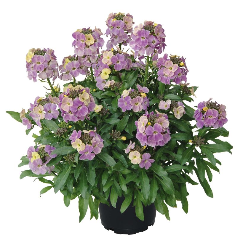 Garten-Goldlack Winter Romance - Erysimum (Plant habit)