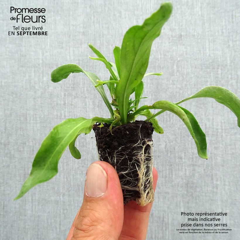Example of Garten-Goldlack Winter Spice - Erysimum Mini-Plug Ø 3/4 cm as you get in automne
