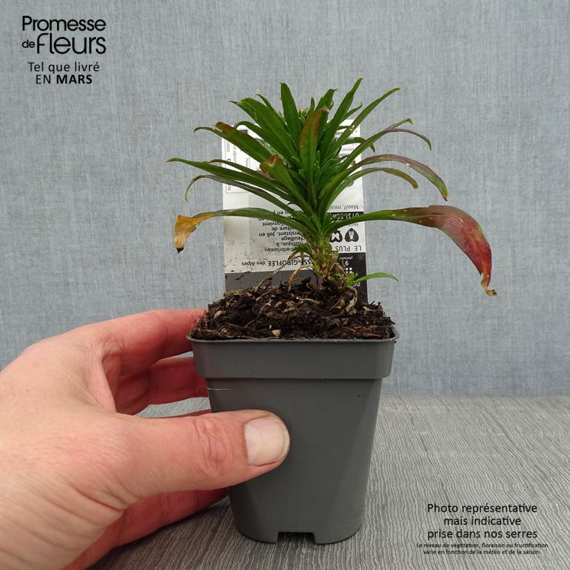 Exemplar von Erysimum alpinum - Garten-Goldlack Kleine Töpfe von 8/9 cm wie im Winter geliefert