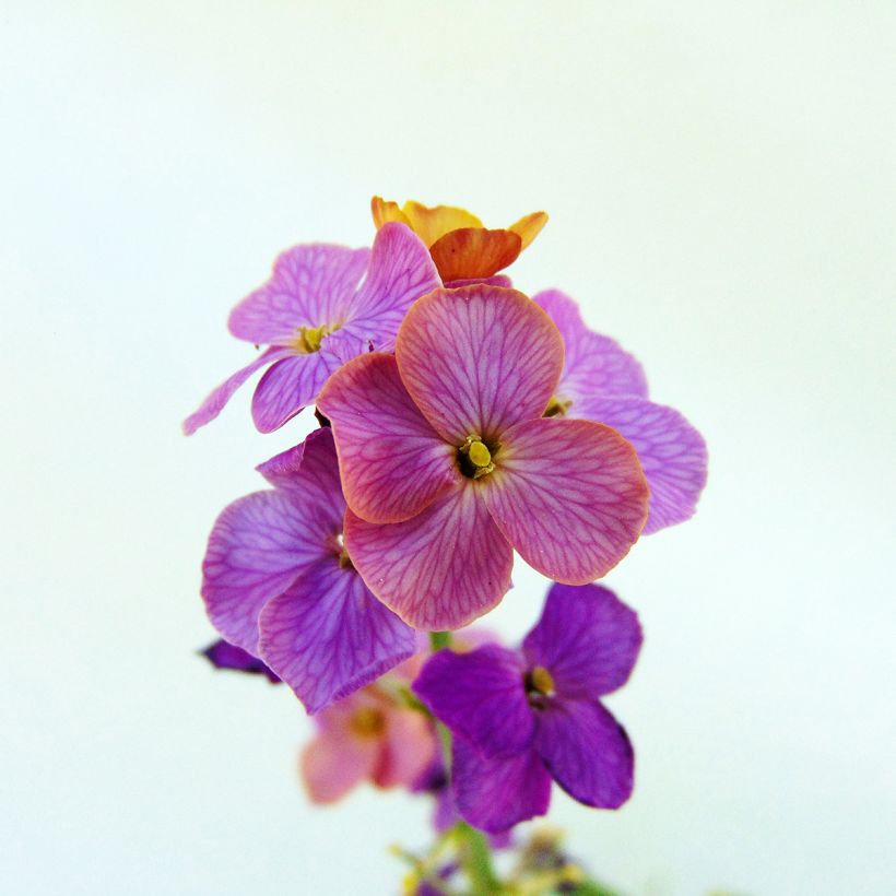 Garten-Goldlack Variegatum - Erysimum linifolium (Flowering)