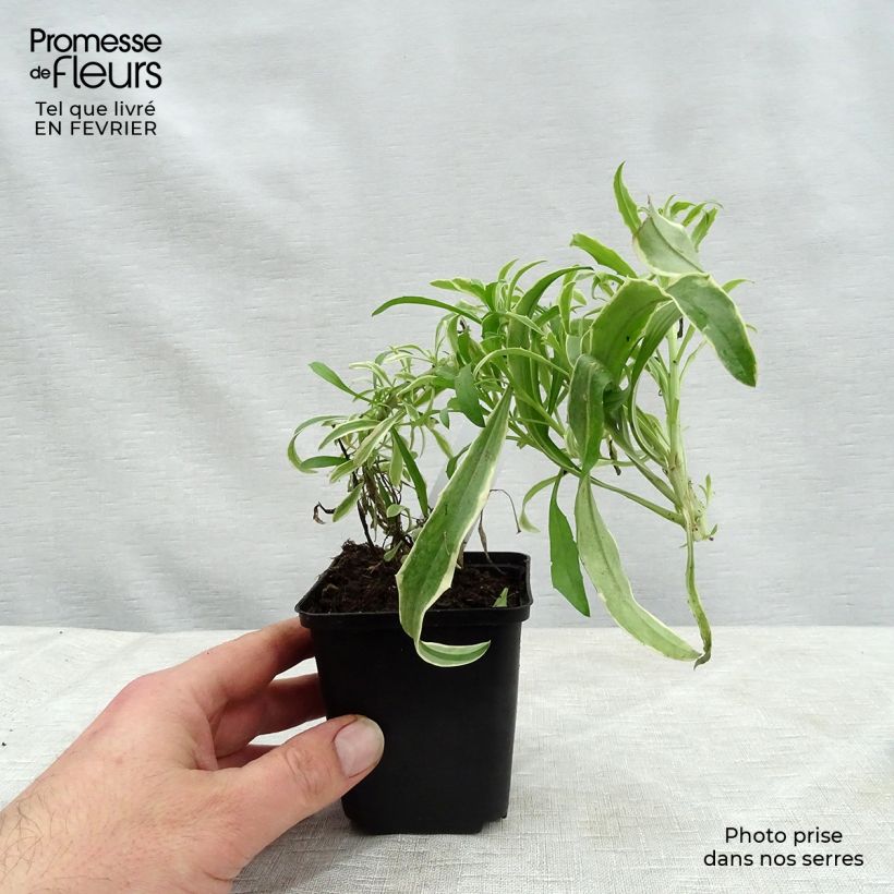 Example of Garten-Goldlack Variegatum - Erysimum linifolium Kleine Töpfe von 8/9 cm as you get in hiver