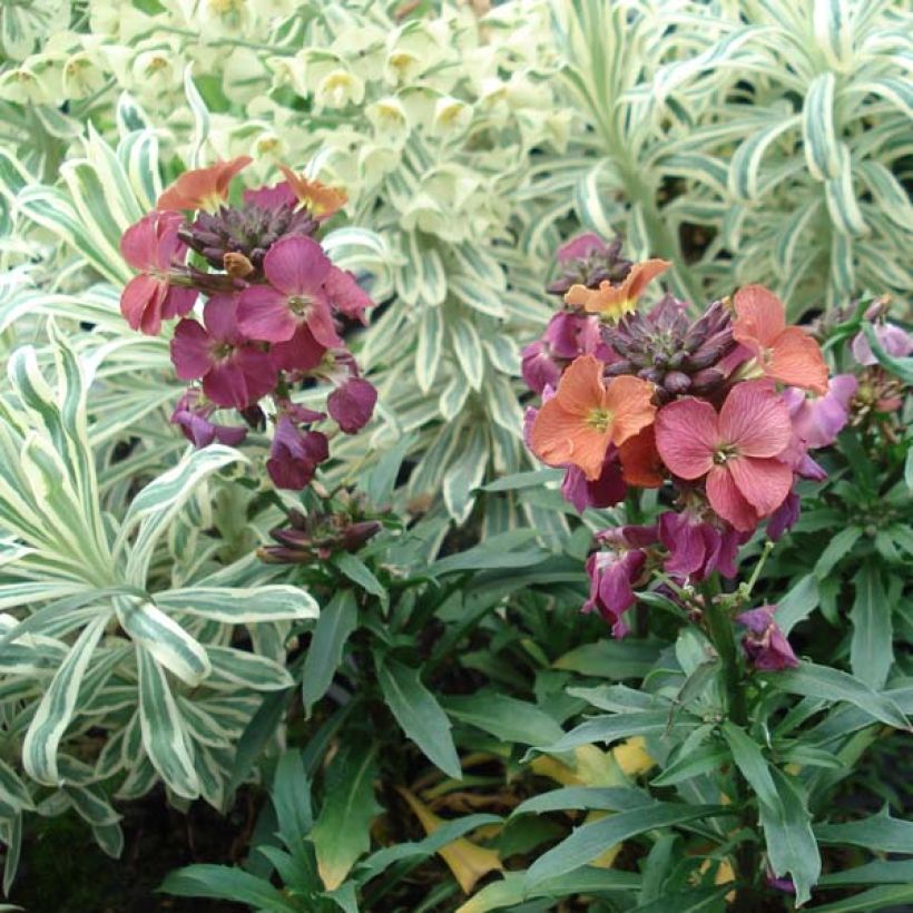 Garten-Goldlack Constant Cheer - Erysimum (Plant habit)