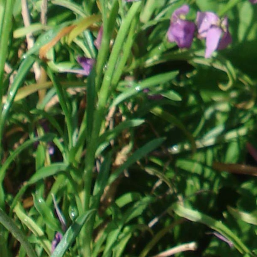 Garten-Goldlack Jenny Brook - Erysimum (Foliage)