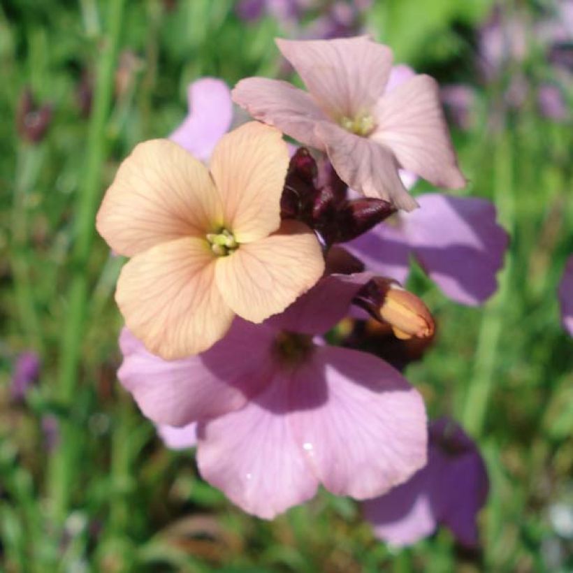 Garten-Goldlack Jenny Brook - Erysimum (Flowering)