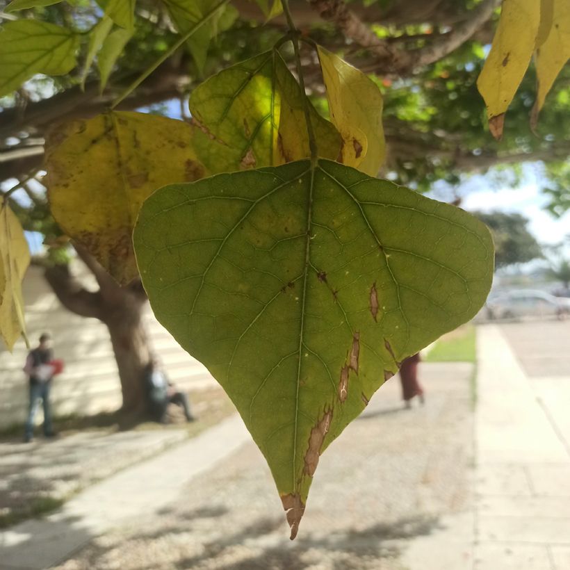Erythrina caffra - Korallenstrauch (Laub)