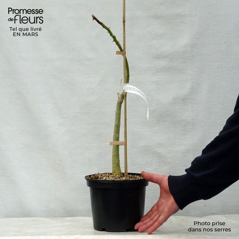 Exemplar von Erythrina crista-galli - Korallenstrauch Topf mit 2L/3L wie im Frühjahr geliefert