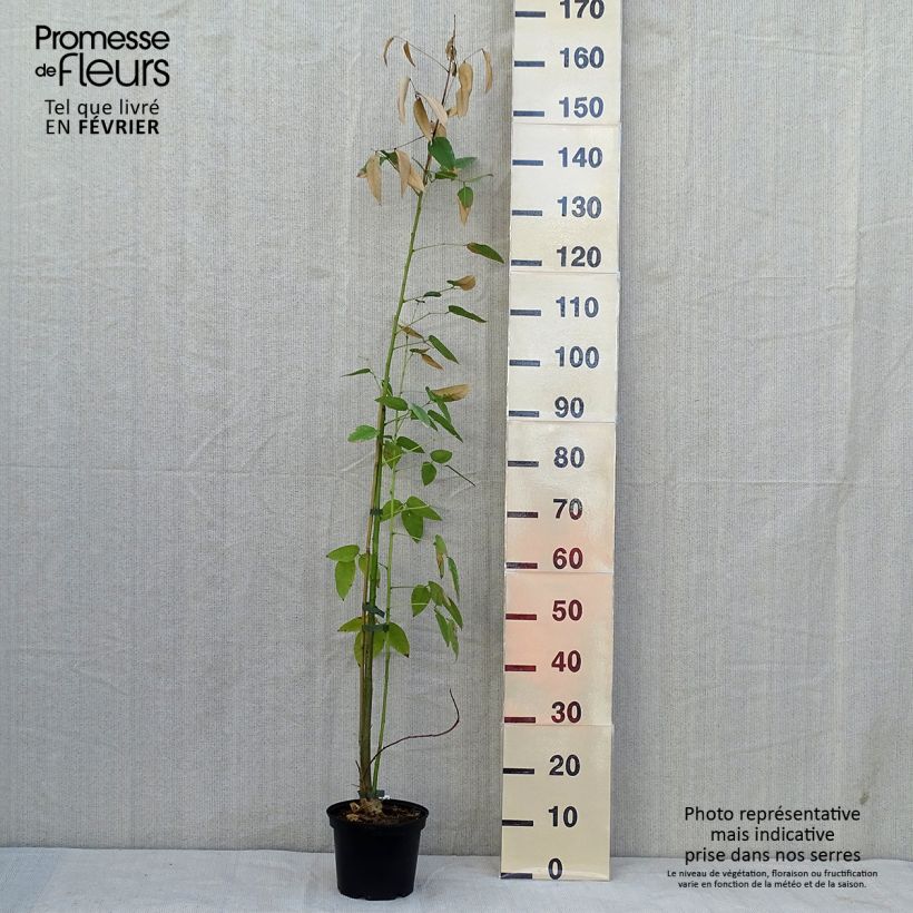 Example of Erythrina crista-galli - Korallenstrauch Topf mit 2L/3L as you get in automne
