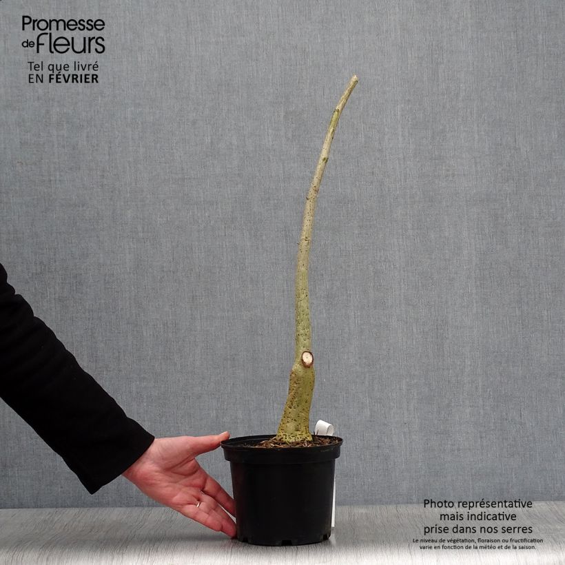 Exemplar von Erythrina crista-galli - Korallenstrauch Topf mit 2L/3L wie im Winter geliefert