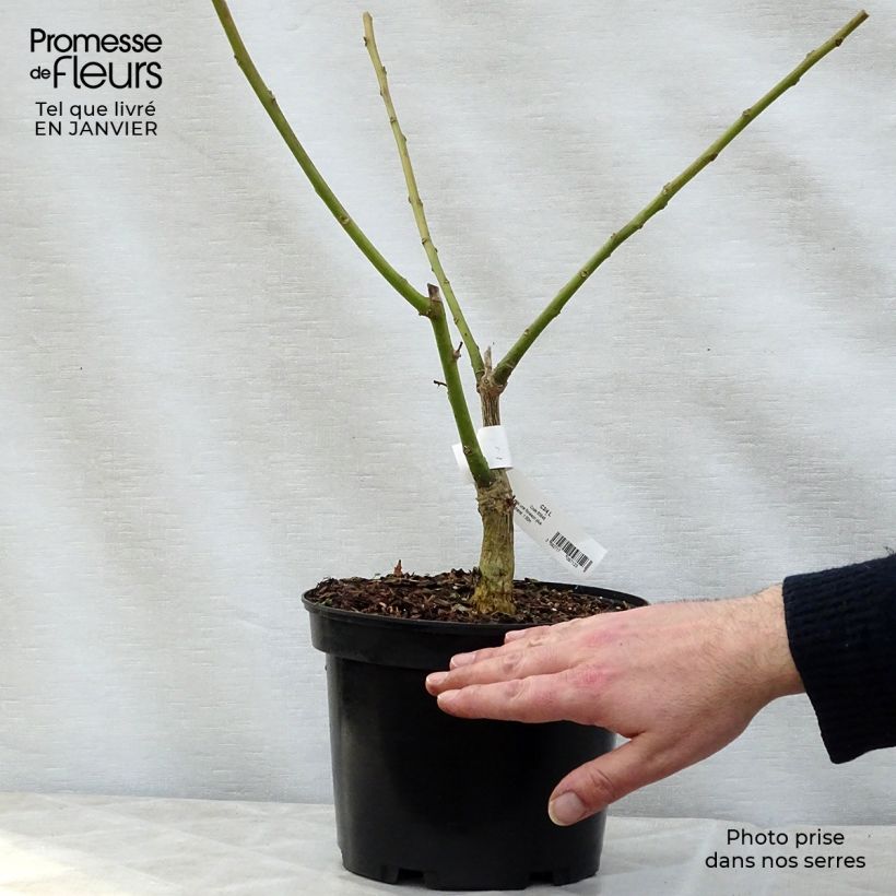 Exemplar von Erythrina crista-galli Compacta - Korallenstrauch Topf mit 2L/3L wie im Winter geliefert