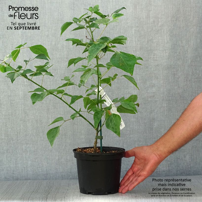 Example of Erythrina bidwillii - Korallenstrauch Topf mit 2L/3L as you get in automne